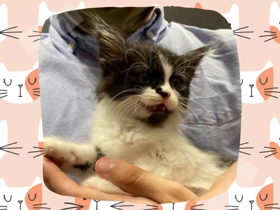 #WhiskerWednesday: Kitten Alizeti Needs A Home