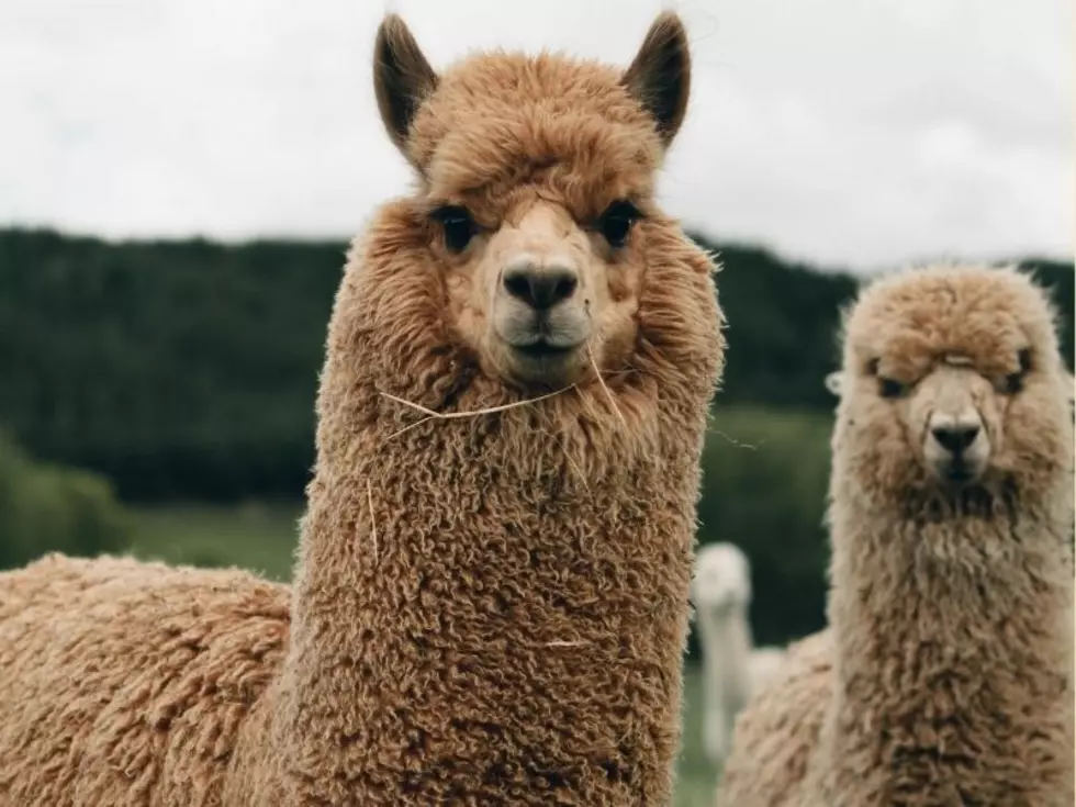 Head to Old Forge for A Lovely Llama Brunch