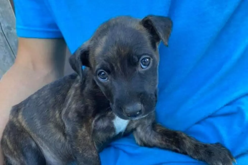 Tiny Puppy Gets Happy Ending After Being Dumped in Marcy 