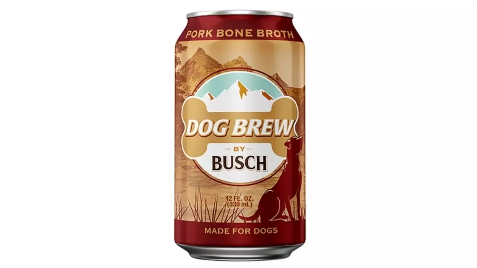Drink Beer With Your Dog! Busch Releasing New Dog Brew