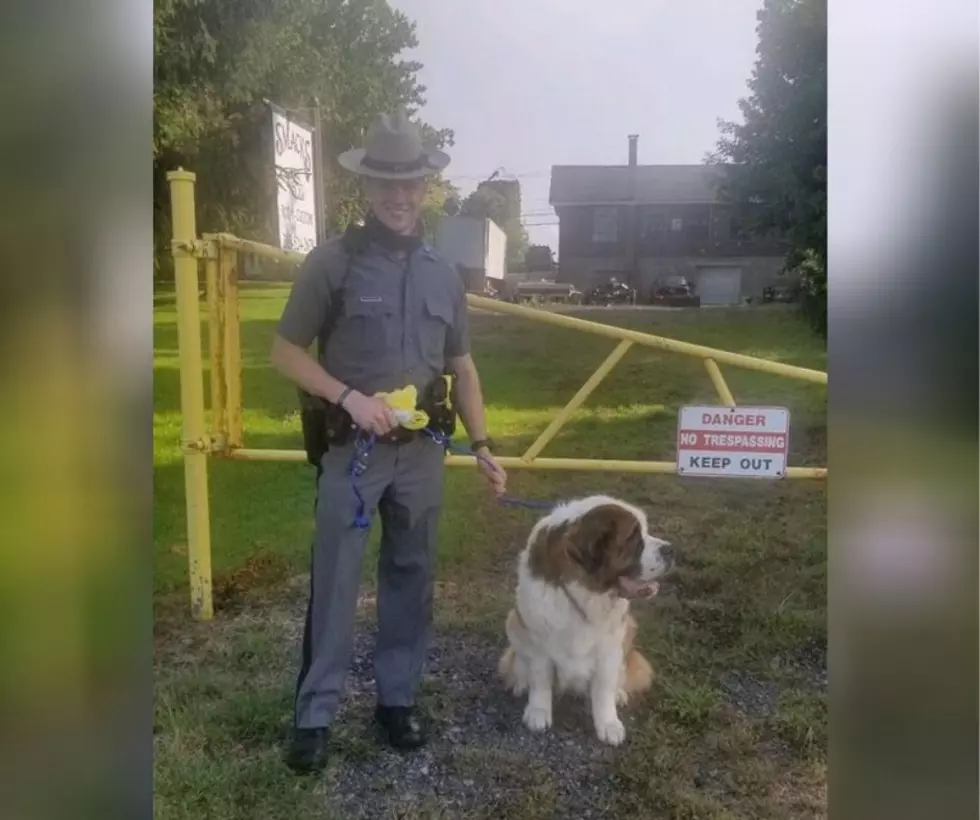 New York State Trooper Saves Dog Near Syracuse