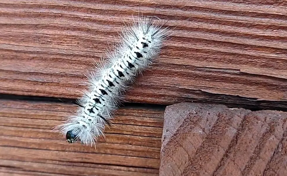Fuzzy Caterpillar Found in Utica-Rome Can Cause Rashes and More