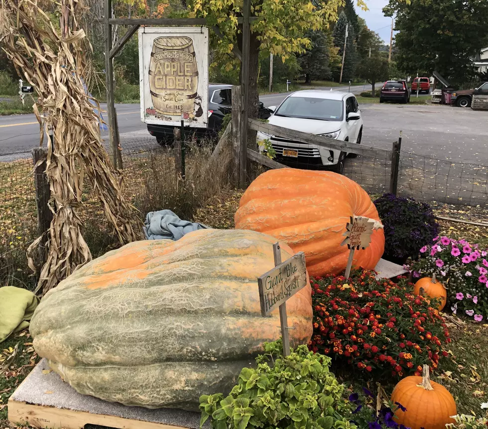 New Hartford Boasts Some Pretty Big Pumpkins