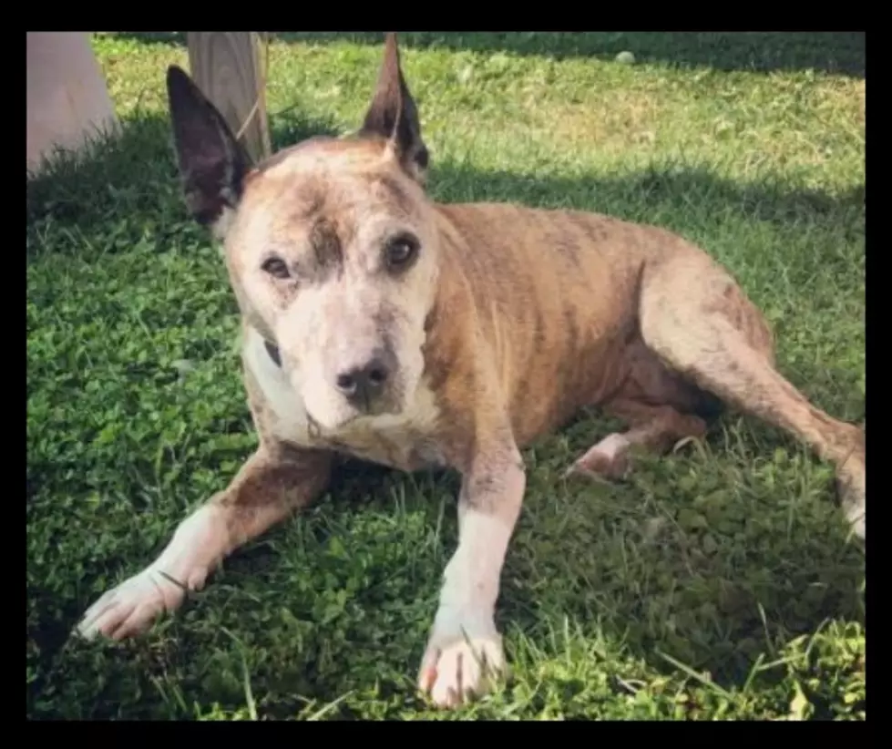 Say ‘Hello, Dolly’ and Bring This Great Senior Dog Home with You