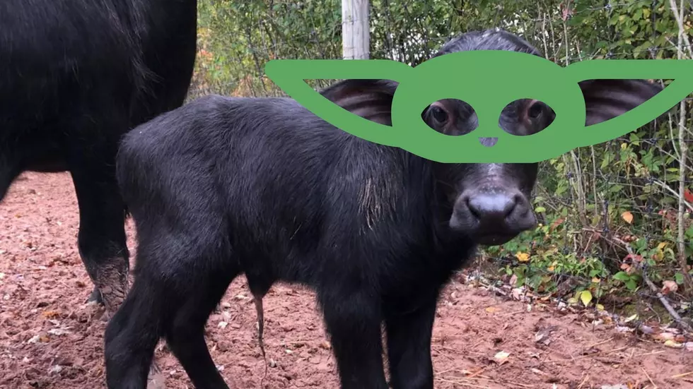 The Wild's Baby Water Buffalo Needs to Be Named After Baby Yoda