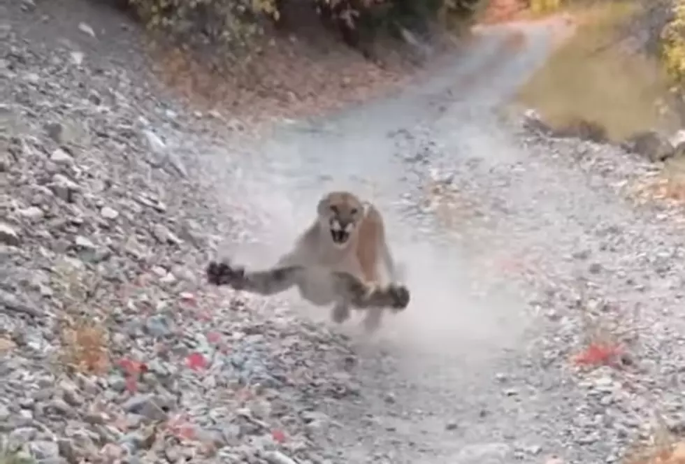 Runner’s Nightmare: Growling Cougar Stalks Man for 6 Minutes