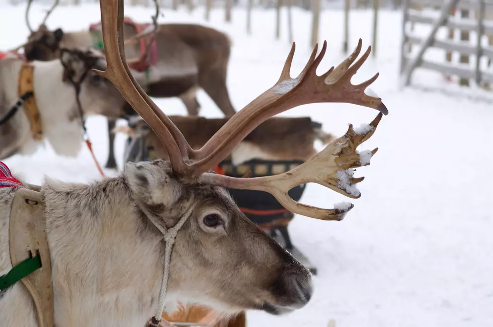 Watch Santa’s Reindeer Prepare for Christmas Eve