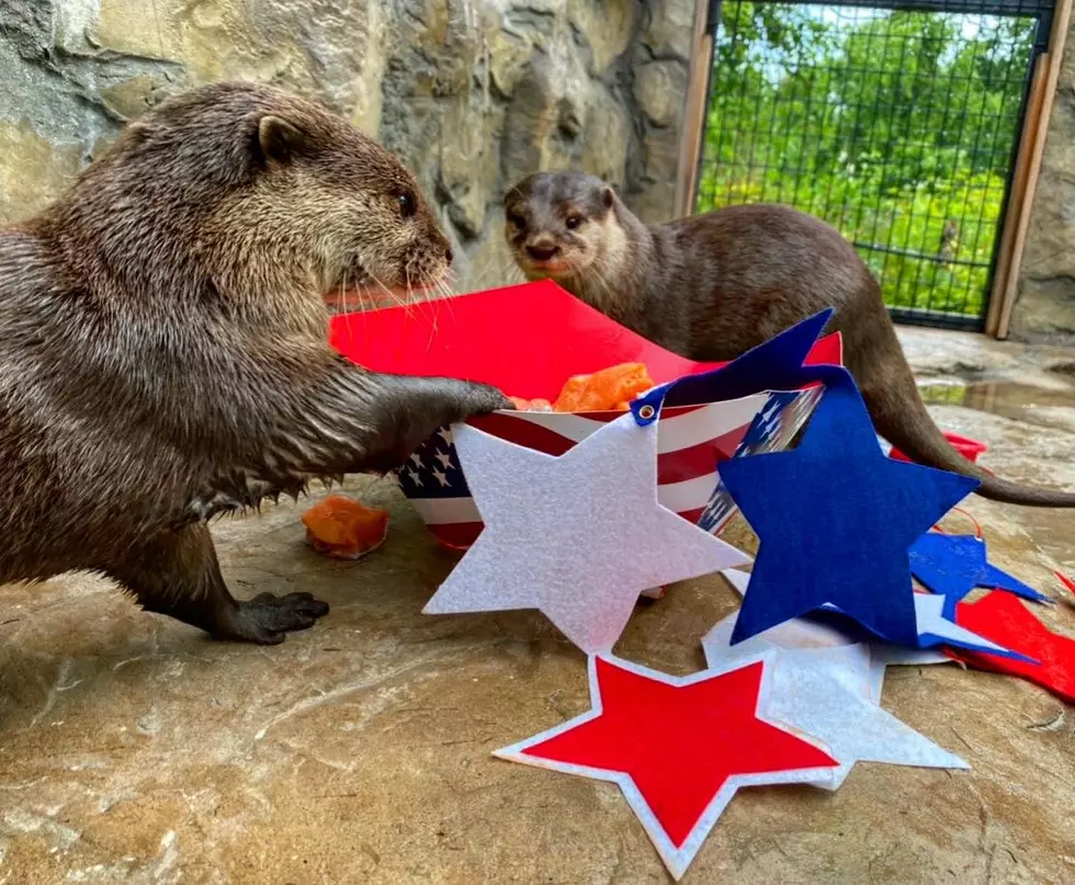 Meet the Newest Baby Otters at The Wild Animal Park