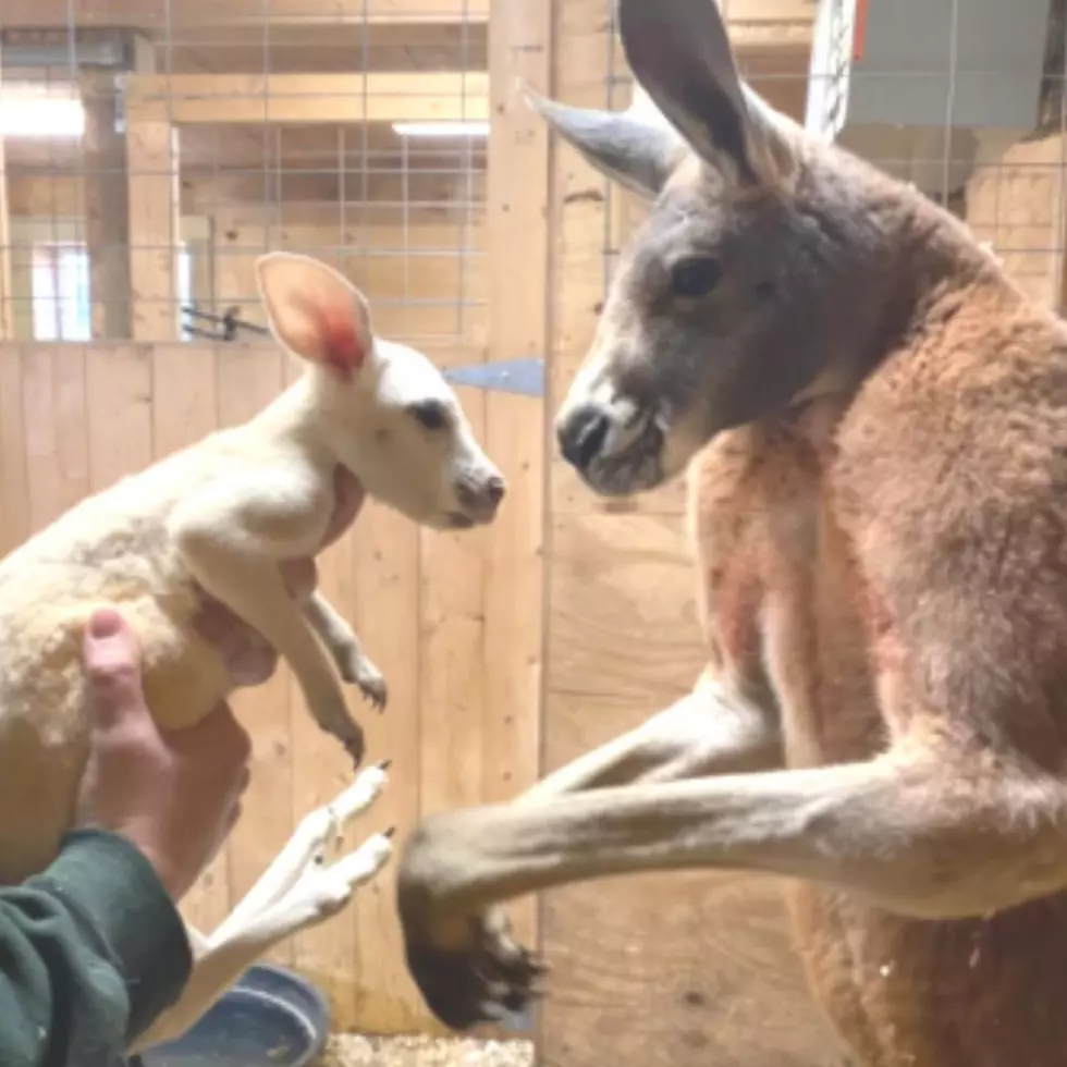 Animal Adventure Park Introduces Extremely Rare Baby Kangaroo