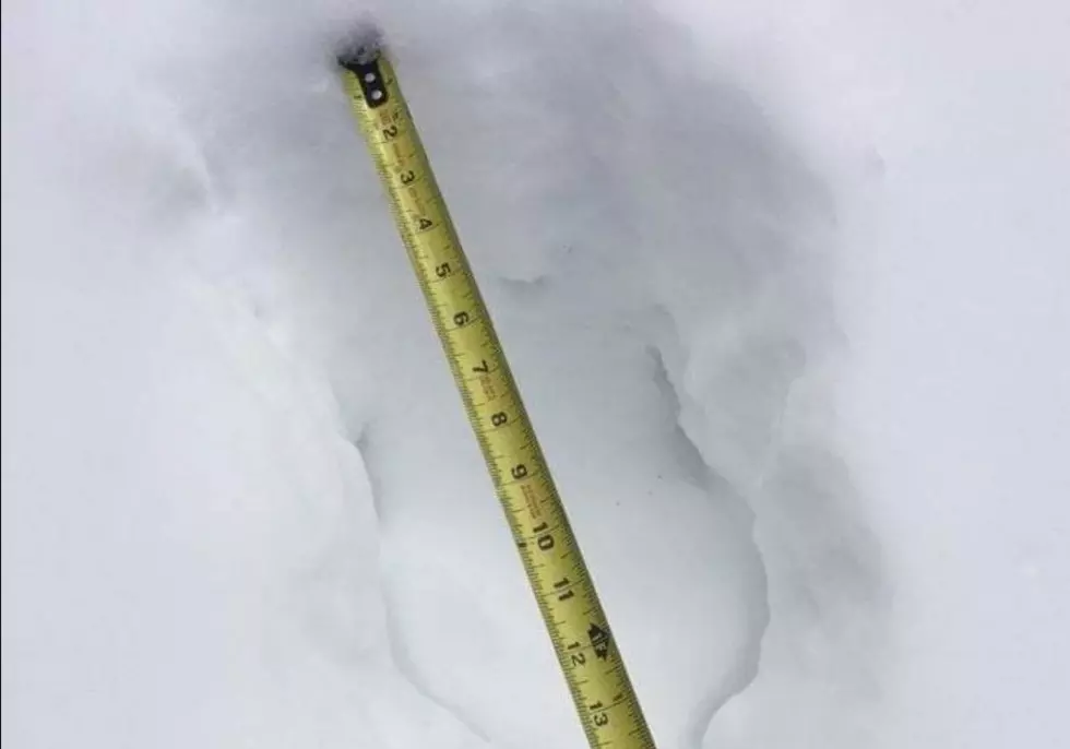 Are These Bigfoot Tracks From Pawling New York?