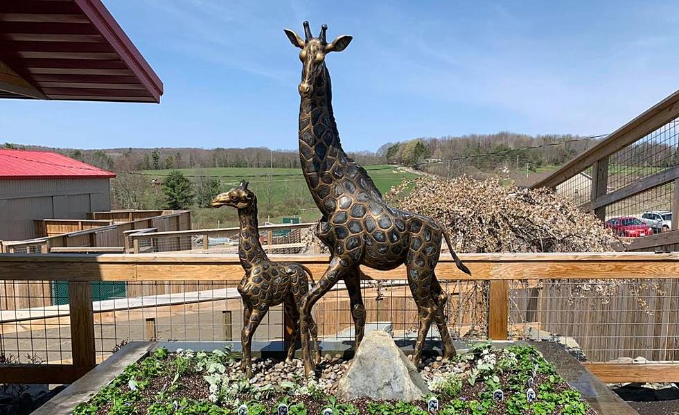 April The Giraffe Gets Bronze Statue At Animal Adventure Park Outside Of Binghamton