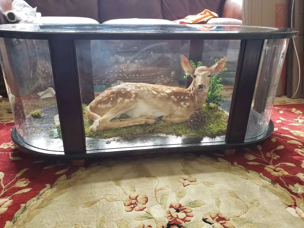 Is This Deer Coffee Table For Sale In New York Real?