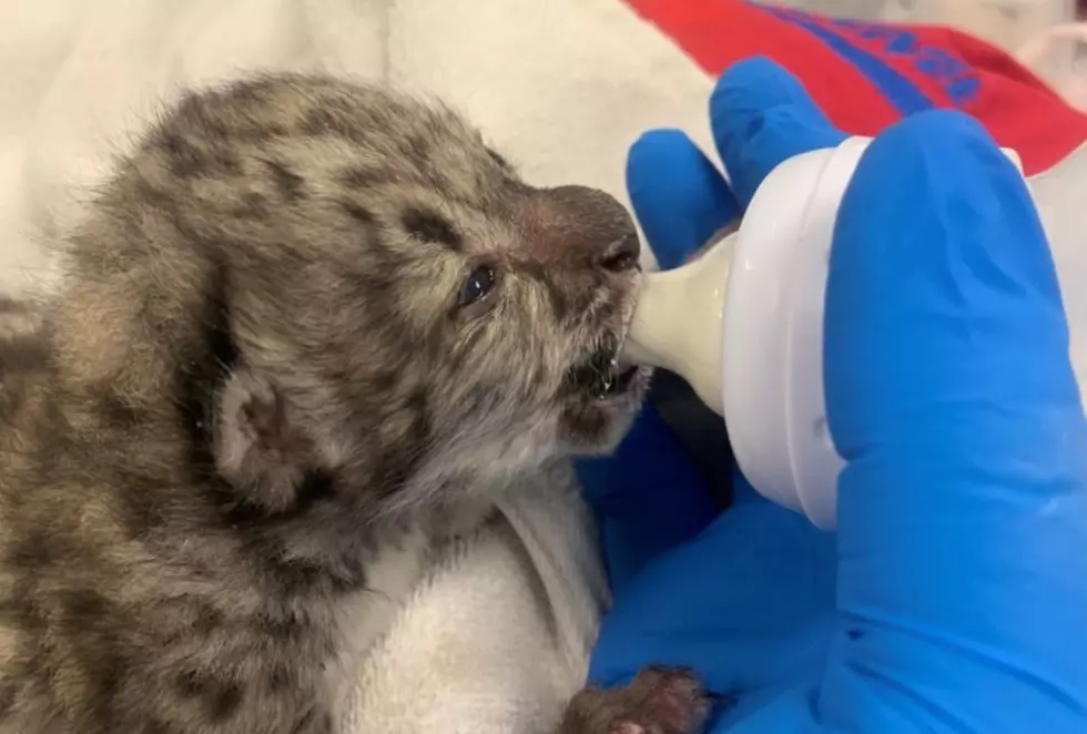 Have You Seen This Snow Leopard Cub From The Seneca Zoo In Rochester?
