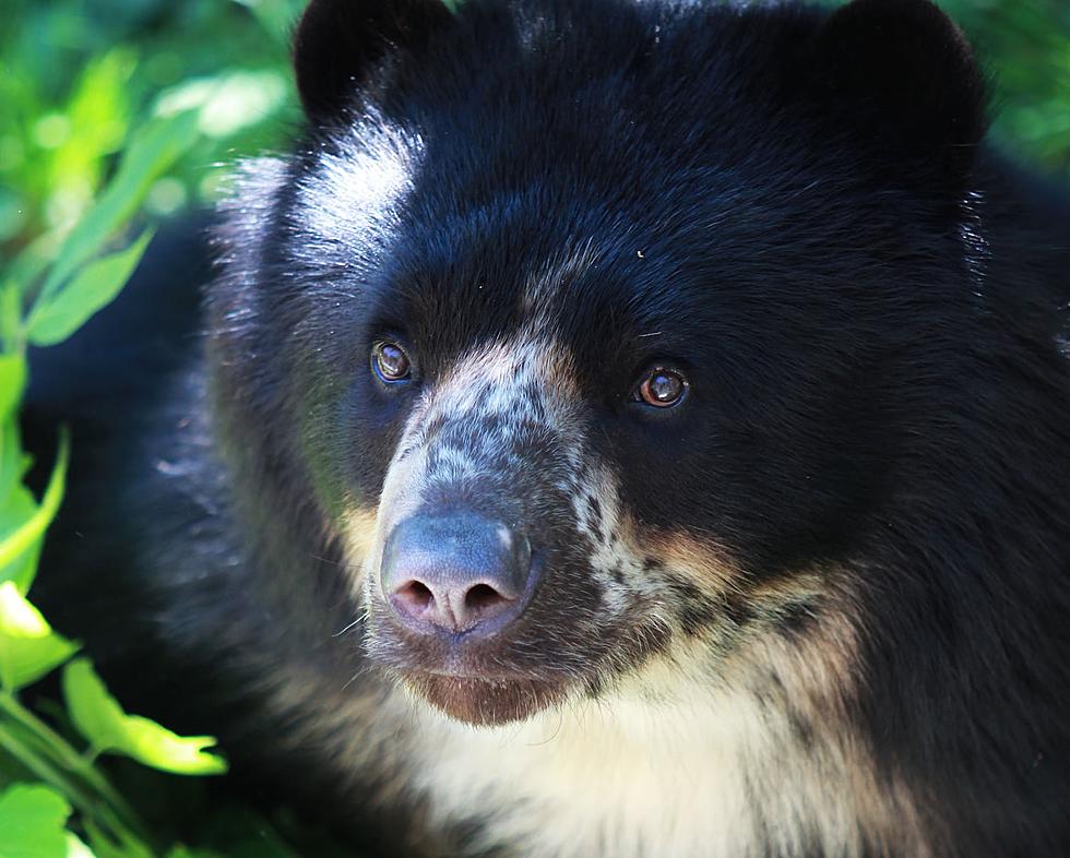 Rosamond Gifford Zoo Of Syracuse Welcomes Cute Andean Bear Named Bjorn