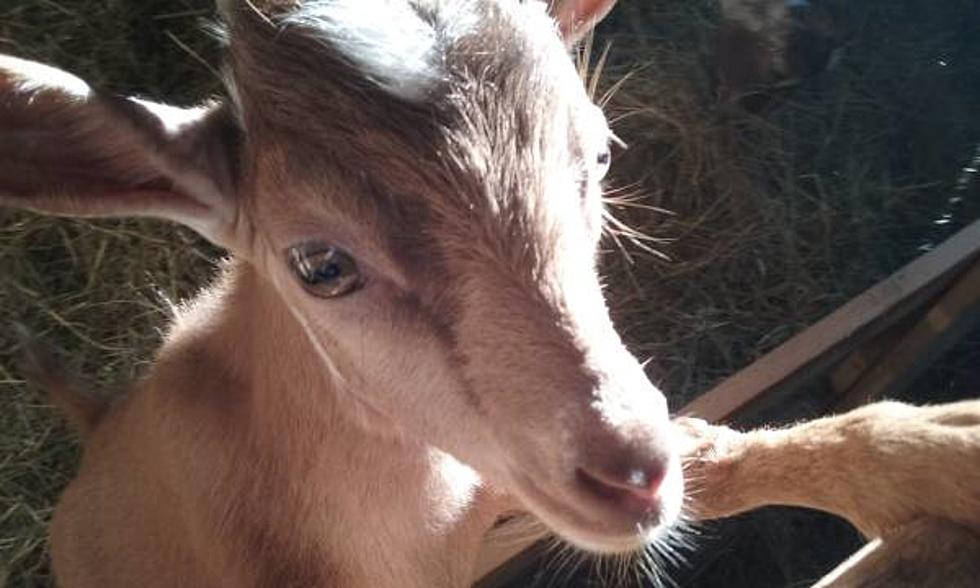 Would You Trust Buying A Goat Off Of The Syracuse CraigsList?