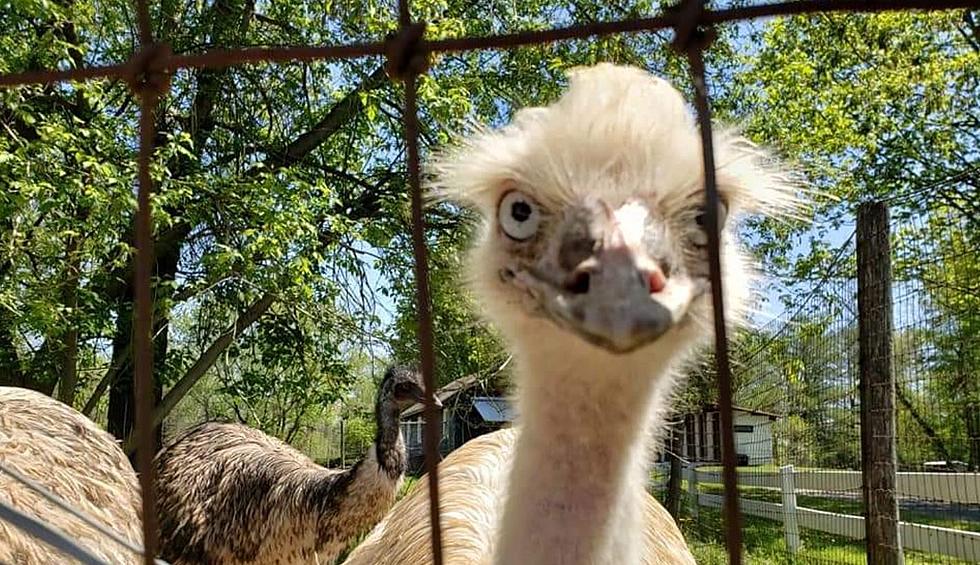 Fort Rickey Reveals Death of Emu Due To Flooding