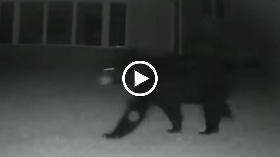 You Can Bearly Believe The Footage of This Bear in Whitesboro, NY