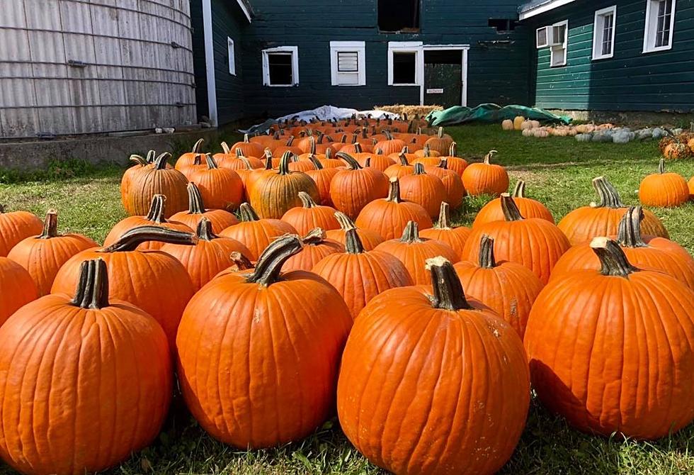 32 Unique Pumpkin Patches To Check Out This Fall Across New York 