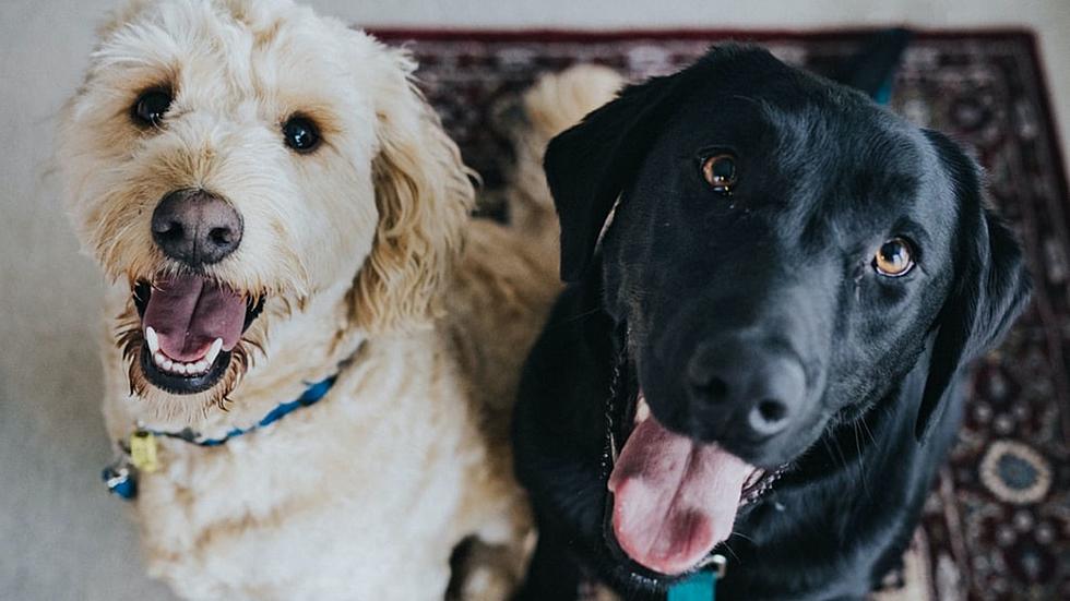 This New Law in NY Considers The Best Interest of Pets During Divorce