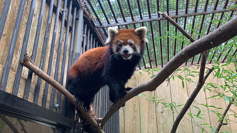 One Of Utica Zoo's Beloved Red Pandas Has Passed Away