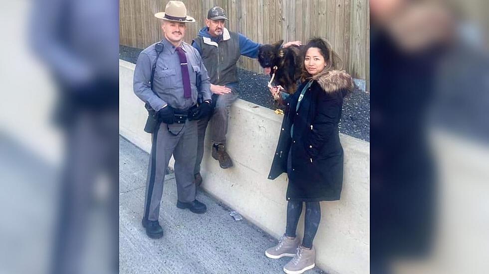 Hero Trooper Rescues Dog on I-95 in Westchester