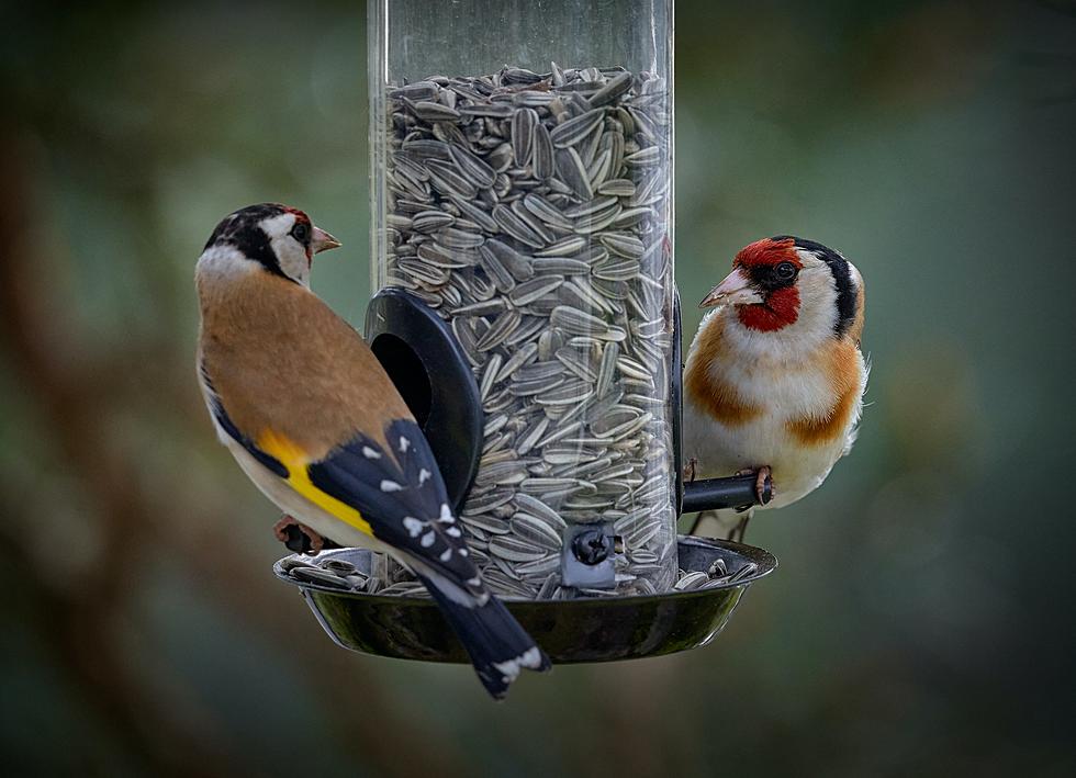 New Yorkers Need To Stop Filling Up Bird Feeders: Here's Why