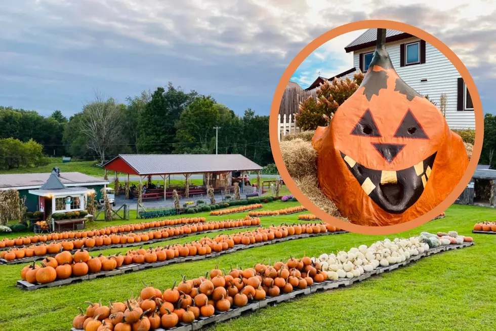 Corn Mazes, Apples, Mums and More! Fall Fun Has Arrived in Camden, NY