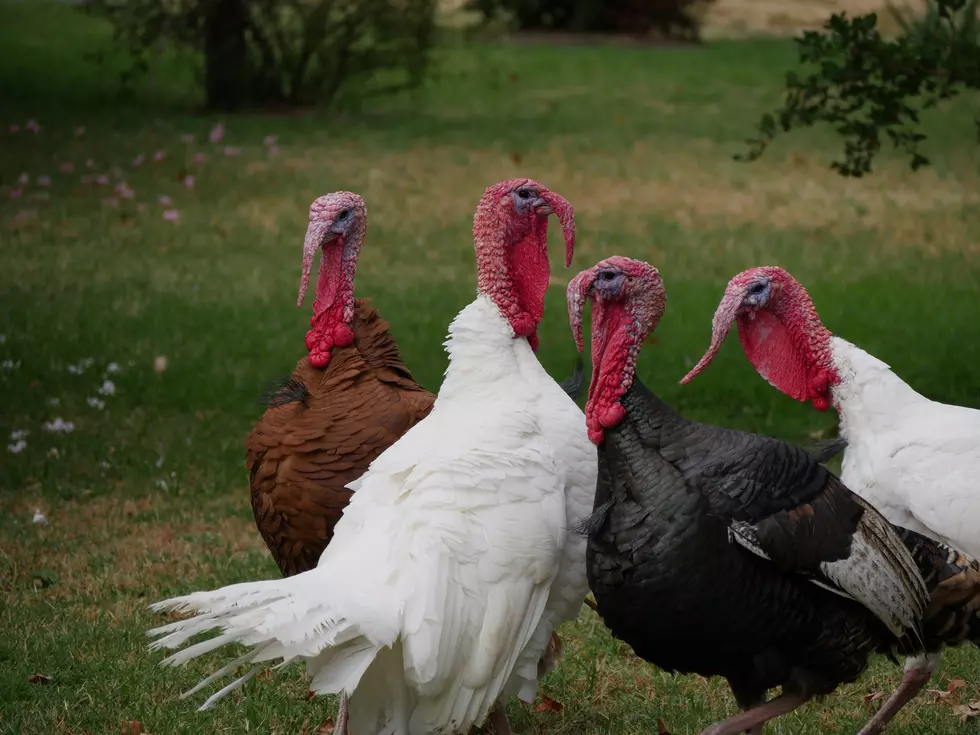 You'll Want To Take A Turkey Run Before Thanksgiving Upstate NY