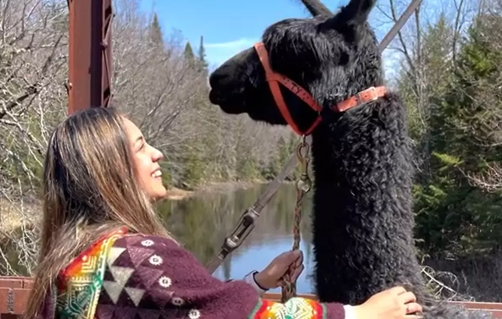 Need A Valentine’s Day Date In Upstate New York?- Go With True Animals