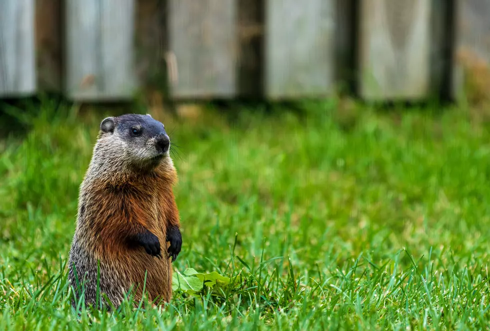 Here’s Where To Buy Delicious Groundhog Meat In New York State
