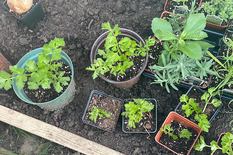 5 Things I’m Planting in My Imaginary Spring Garden