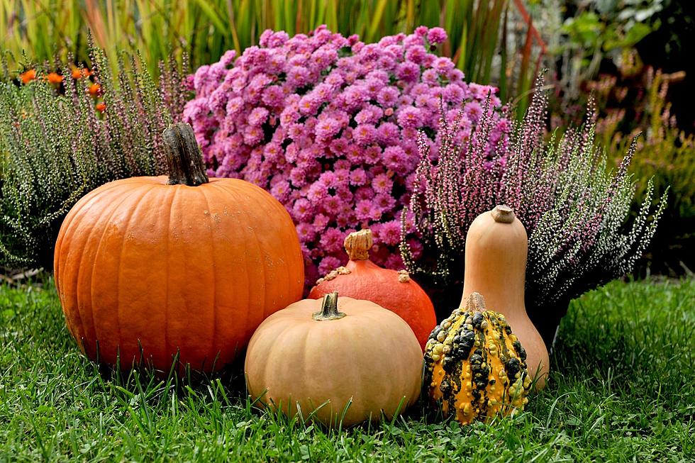 It's Time to Plant Your NY Fall Garden