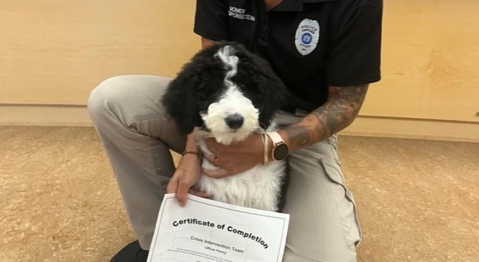 Utica Police Department Welcomes 1st Therapy Dog To Upstate New York