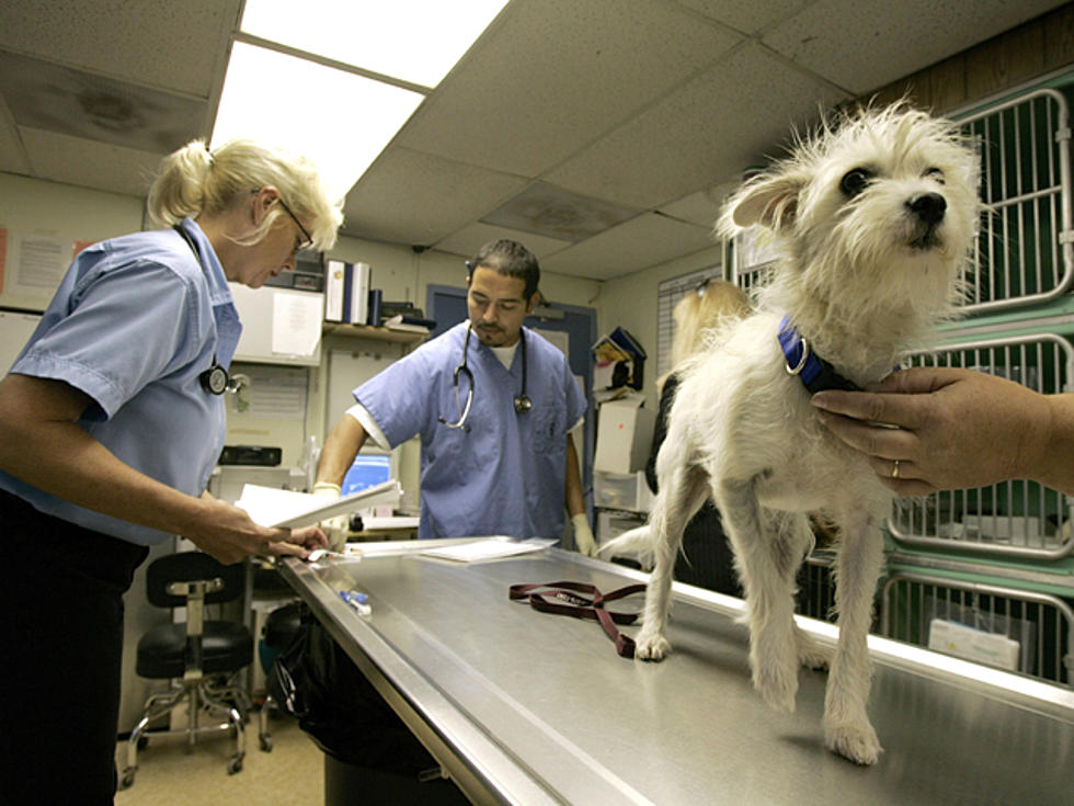 Getting a Flu Shot? Don’t Forget Your Dog — Health Check [VIDEO]