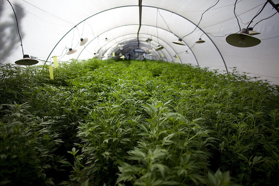 Herkimer County Man Arrested For Massive Marijuana Grow Operation