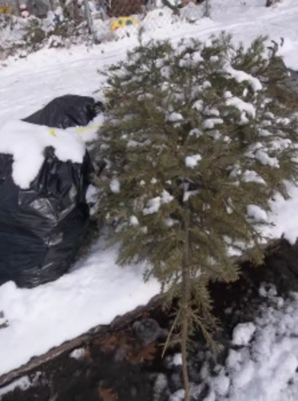 The Best Time To Discard Your Christmas Tree?
