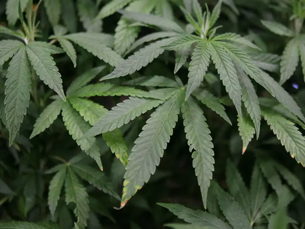 Man Arrested Following Domestic Dispute Over Growing Marijuana