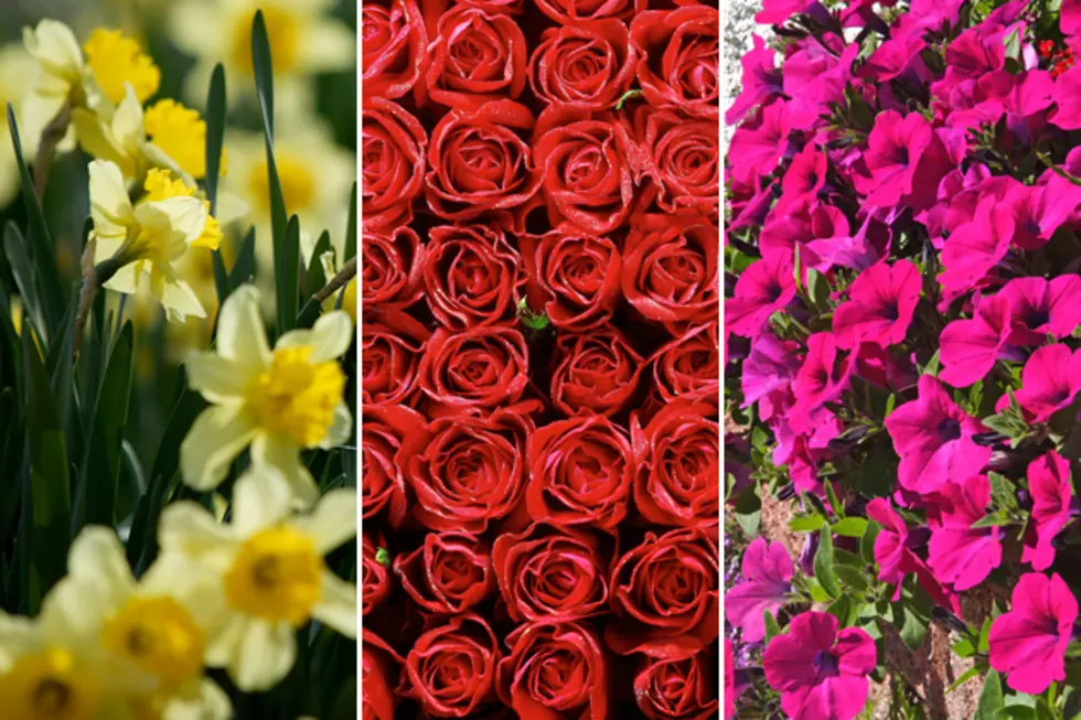 These Are the 5 Deadliest Valentine’s Day Flowers for New York Pets