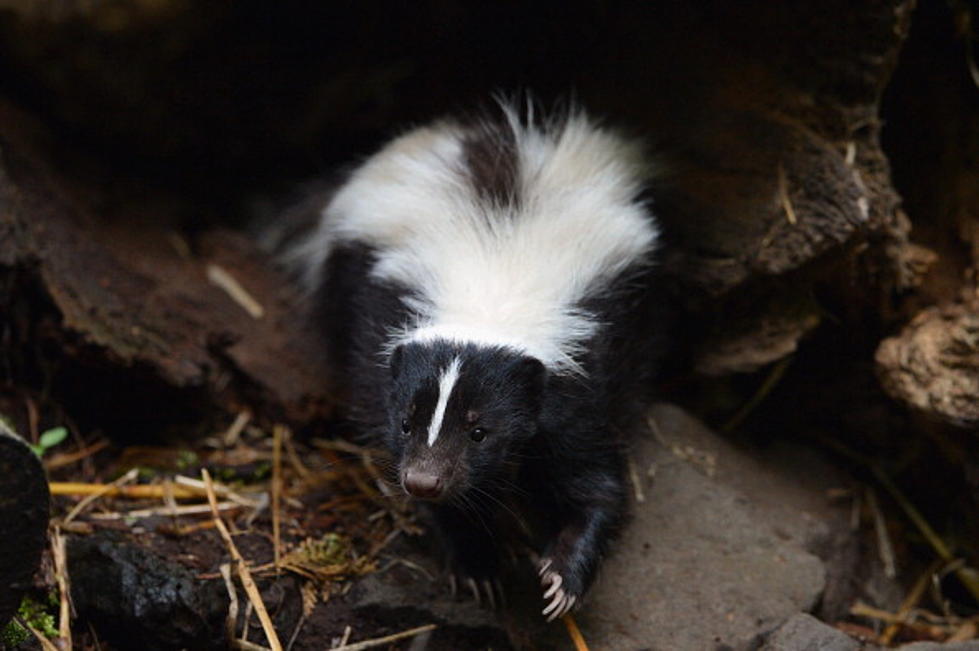PETA Takes Issue Caller Deters Skunk with Paintball Gun