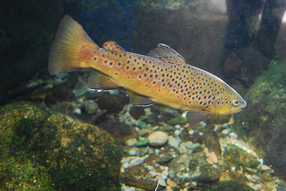 Fish Disease Creates Trout Shortage At Rome Hatchery