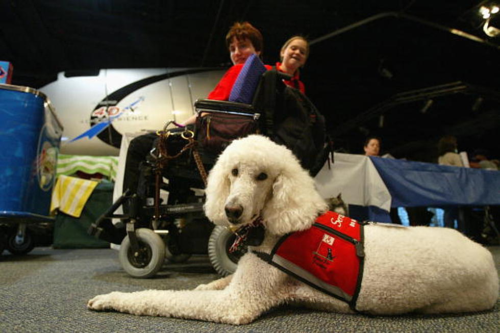 Schumer Wants All Vets To Be Reimbursed For Service Dogs
