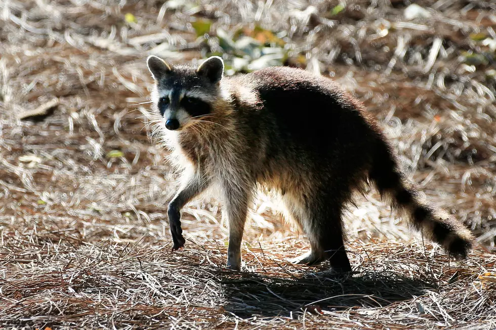 Alert; Rabid Raccoon Found In Stittville