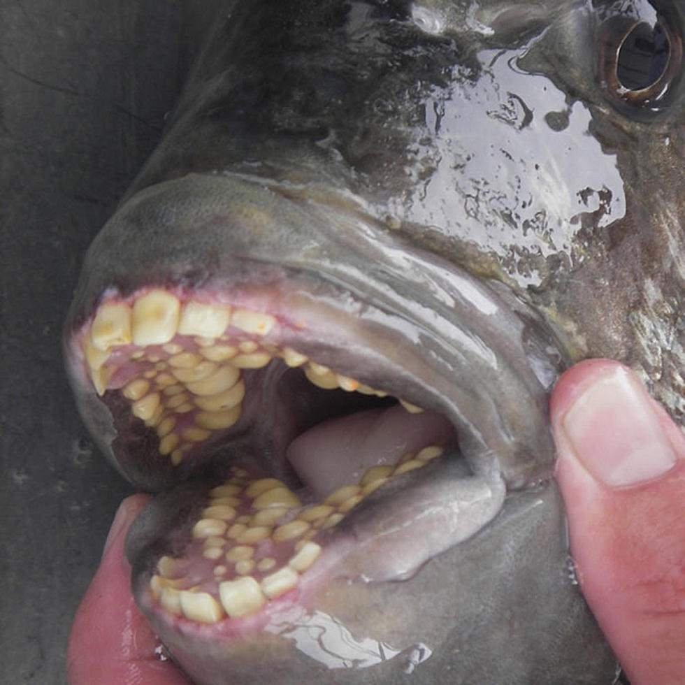 A Fish With Human Teeth, Believe it or Not (Video)