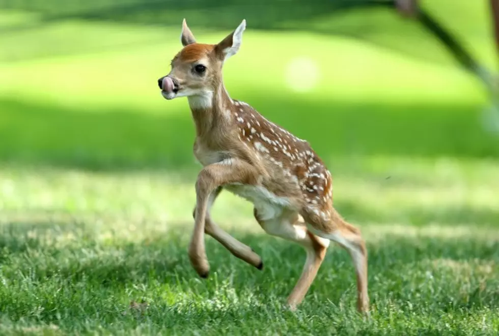 Baby Deer Saved By Roadside C-Section Following Car-Deer Accident