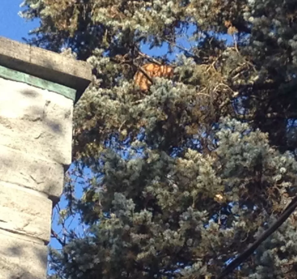 Cat Stuck In Tree For Four Days in Utica [VIDEO]