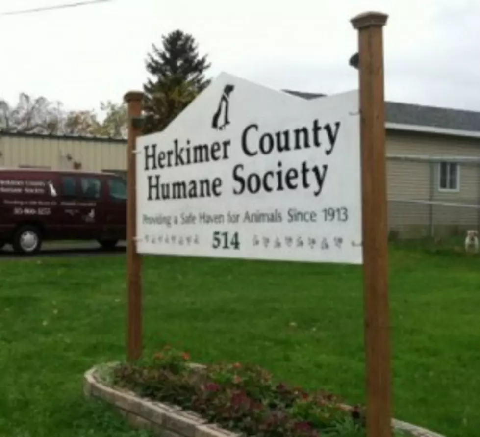 Herkimer Woman Arrested on Dozens of Counts of Dog Abuse