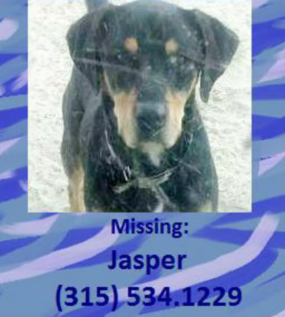 Have You Seen...Jasper?