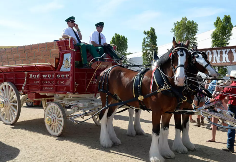 Budweiser Clydesdales To Appear At Rome Honor America Days Parade