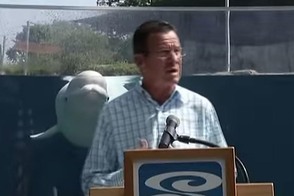 Connecticut Governor Dannel Malloy Photobombed by Juno the Beluga Whale [OPINION] [SATIRE]