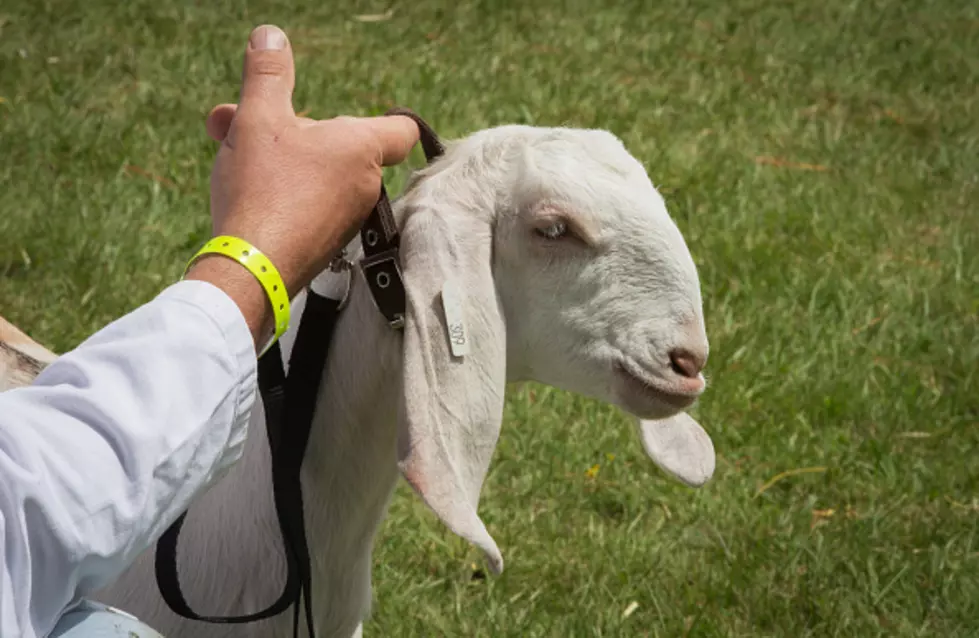 Albany Enlists Goats To Clear Land Around City Reservoir